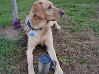P1010015  Paw touching frisbee. And coffee mug handy!