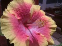 IMAG0510  My hula girl hibiscus in bloom!