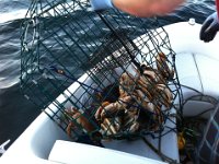 crabbing1  They hauled in probably a dozen?