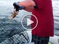 crab pot check