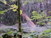 IMGP4703  It's a big web!