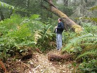 At home in the woods