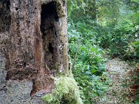 IMGP4720  A big stump (snag in arborist terms) where woodpeckes and squirrels live. This is the entrance to our trail, right by the fire ring.