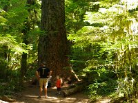 IMGP4375  More huge trees. This is on the way to Marymere Falls.