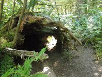 IMGP4376  Was a nurse log here at one time?