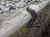 IMGP4378  We think this is a centipede?
