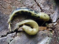 IMGP4388  And banana slugs! Yay!