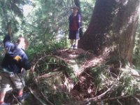 IMAG0645  Out bushwhacking, looking for a very large tree. We THINK we found it.