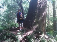 IMAG0646  A large Douglas Fir!