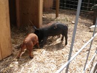 IMGP4585  A stop to buy eggs from a farmer friend and we got to feed an egg to her pigs!