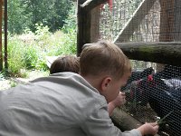 IMGP4588  Feeding grass to the hens who laid our eggs.