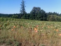 IMAG0745  Pumpkin patch! This is about 1/4 mi from home, very close to Sam's school.