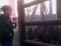 IMAG0748  Then to another farm for eggs! Ben likes to thank the ladies for our eggs. They really clucked for him!