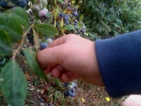 IMAG0806  The little paws carefully grabbing berries.