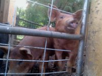 IMAG0817  Pigs!!! The husband, Mark, says pigs are like dogs. They bark, they run, they play.