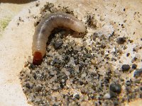 IMGP4802  Some kind of larvae. Maybe the sand hopper flea larvae? Sam has such a good eye. Unbelievable.