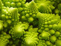 IMGP4864  The coolest vegetable on the planet! This is a Romanesca broccoli. Almost nutty flavor. Roast it with olive oil and garlic. As a friend said at the bonfire we took this to - it's fractal, man!