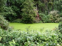 IMGP4990  A pond with algae completely covering it.