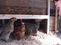 Chickens!