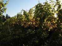 IMGP5070  A vineyard at the same farm.