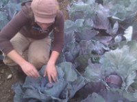 IMAG0898  Testing to see if a cabbage head is ready. It needs to be very firm.