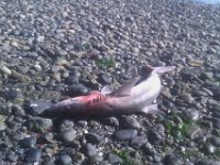IMAG0933  This is a dogfish. There are a ton of these small sharks so the fisherman toss them out.