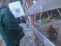 IMAG1002  While waiting for friends to show up for recess with the chickens, Ben shows Merlin what's inside him.