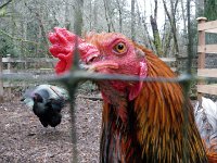 Chicken family photos