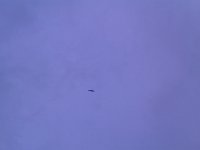 IMAG1082  Out on a jog I saw four or five eagles soaring overhead! Ben would love that!