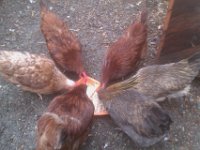 IMAG1089  Chickens enjoying a snack!