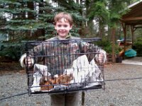 IMAG1136  The mother of these hens disappeared for a month, and the owner thought she'd been food for a predator. When she came back from the woods, she had 12 chicks in tow!