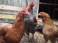 IMGP5778  Chickens say  - huh?