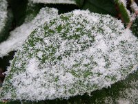 IMGP5806  Flakes caught on a leaf!