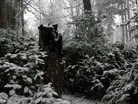 IMGP5828  The woods are so pretty in the snow.