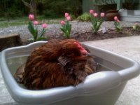 IMAG1631  Cute sweet little hen! We are so glad you're hanging in there! Yes, I massaged the vent and tried to see if an egg was stuck. Very hard to tell, but that's my #1 diagnosis (egg bound).