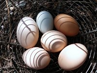 IMGP6413  And egg collecting! Love the lines on these eggs.