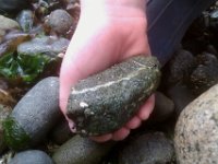 IMAG1653  And is very concerned about protecting them while observing them. He made this comfy rock hide for the crab in his hand.