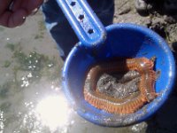 IMAG1667  This is the orange segemented worm we found. Any idea what it is? UPDATE! It's Nereis virens, a polychaete or bristleworm which can reach 5 ft in length! My friends at Bainbridge Beach Naturalists sent the photo out to their network of experts and I just got an email in my box saying "Your worm" in the subject line - so exciting to have the answer! It had so many legs we former Hawaiians really thought it was related to the centipede so we were none too eager to touch it. Sam was not afraid, though. Read the reproductive cycle for this worm...pretty crazy. Involves a suicidal mom and a huge egg mass tethered to her. Source: http://www.sustainablebainbridge.org/bainbridge-beach-naturalists.aspx