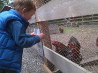 IMAG1674  Which he then shows to the chickens. He tries to pick colorful pieces for them.