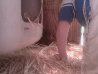 IMAG1685  Giving some of our fertilized eggs to Brownie, a hen who went broody when ours did.