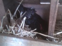IMAG1705  Jersey in her nesting box. Only 7 more days to see if she hatches a few!