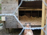 IMGP6483  This one usually bosses the others out to get that first nesting box, but not now that Jersey is broody. They do NOT mess with her. Very interesting.