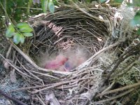 IMGP6528  Baby birdies!!
