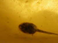 IMGP6529  And tadpoles!