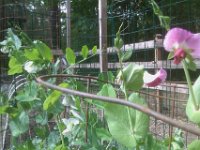 IMAG1735  Our pea pods are growing!