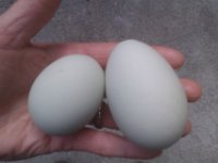 IMAG1736  Here is a young pullet egg vs an older hen egg. This is HollyRamona's egg on the right. I didn't know it would be the last egg I collected from her, sweet girl. She started laying very infrequently (about once a month) and double-yokers, when she came out of fall molt.