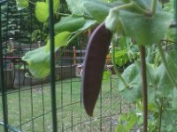 IMAG1755  Those purple flowers on the peas turned into PODS! How cool! This strain is from peas cultivated in the 1500s by Capuchin monks. Isn't that cool? I couldn't resist.