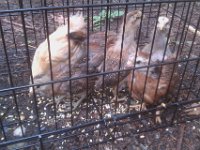 IMAG1792  Chicken preschool! Learning how to scratch in a safe environment, and get used to the cooler weather outside their heat lamp home.
