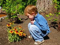 IMGP6813  Ben likes these flowers.
