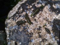 IMAG2158  These guys are little isopods. See www.outdoorohana.org for more on them if you wish. Related to the pill bug, and lice. Ick!